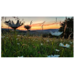 Die Wiese - Ein Paradies nebenan4